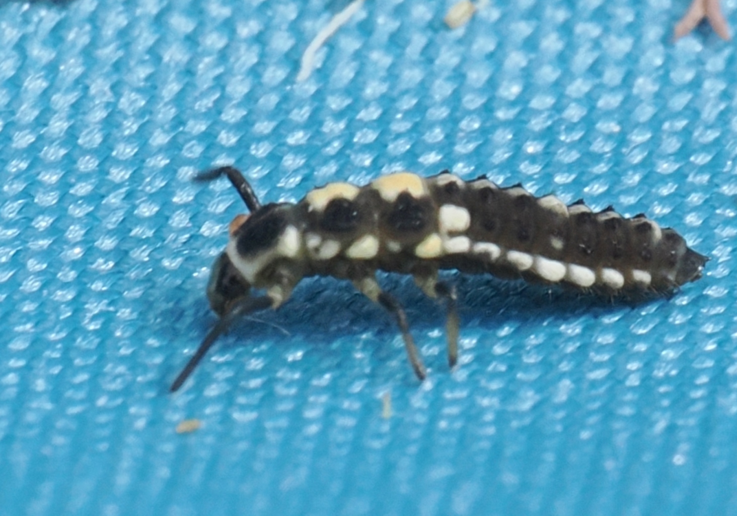Propylea quatuordecimpunctata-Larva